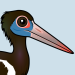 Abdim's Stork
