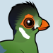 White-cheeked Turaco