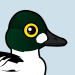 Common Goldeneye