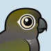 Burrowing Parakeet