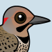 Northern Flicker