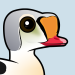 King Eider