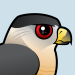 Cooper's Hawk