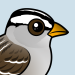 White-crowned Sparrow