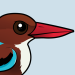 White-throated Kingfisher