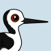 Pied Stilt