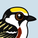 Chestnut-sided Warbler
