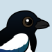 Black-billed Magpie