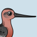 Bar-tailed Godwit