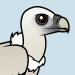 Himalayan Vulture