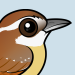 Carolina Wren