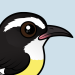 Bananaquit