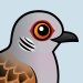 European Turtle Dove