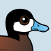 Ruddy Duck