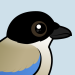 Iberian Magpie
