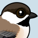 Gray-headed Chickadee