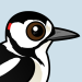Great Spotted Woodpecker