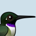 Black-chinned Hummingbird