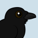 Common Raven