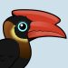 Rufous Hornbill