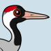 Common Crane