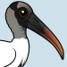 Wood Stork