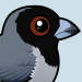 Black-faced Tanager