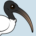 Sacred Ibis