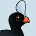 Helmeted Curassow
