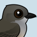 Say's Phoebe