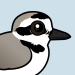 Snowy Plover