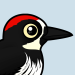 Acorn Woodpecker