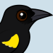 Yellow-shouldered Blackbird