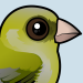 European Greenfinch