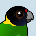 Australian Ringneck