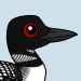 Common Loon