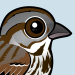 Song Sparrow