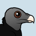 American Black Vulture