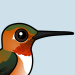 Rufous Hummingbird