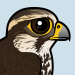 Saker Falcon