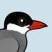 Whiskered Tern