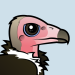 Hooded Vulture