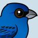 Indigo Bunting