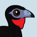 White-winged Guan