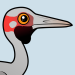 Brolga