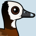 White-faced Whistling-Duck