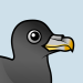 Northern Fulmar