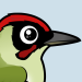 Green Woodpecker