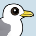 Black-legged Kittiwake