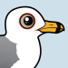 Ring-billed Gull